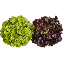 Unsere Heimat – Kraussalat oder Eichblatt rot