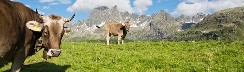 Landschaft mit Kühen