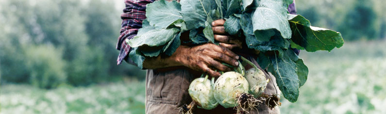 Kohlrabi Regionaler Anbau