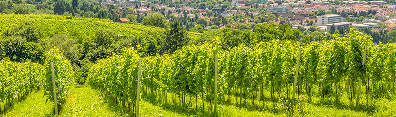 Regionaler Weinanbau