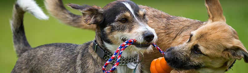 Hund am spielen